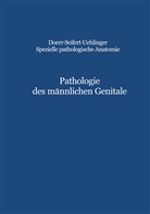 G Dhom, G. Dhom, C Hedinger, C E Hedinger, C. E. Hedinger, C.E. Hedinger - Spezielle pathologische Anatomie - 21: Pathologie des männlichen Genitale