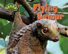 Dee Phillips - Flying Lemur