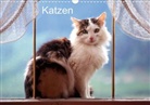 McPHOTO / Werner Layer, Werner Layer, Mcphoto Werner Layer, Werner Layer McPHOTO - Katzen (Posterbuch DIN A3 quer)