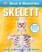 Skelett, m. Modell-Set