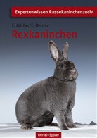 Gilche, Erns Gilcher, Ernst Gilcher, Herren, E. Herren, Erich Herren - Rexkaninchen