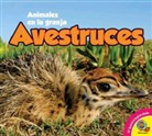 Anita Yasuda - Avestruces