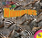 Aaron Carr - Numeros
