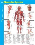 SparkNotes, SparkNotes (COR) - Muscular System Sparkcharts