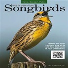 Noble Proctor, Quayside - North American Songbirds