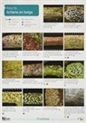 Diccon Alexander, Peter James, Pat Wolseley - A Key to Lichens on Twigs