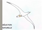 Julien Chaplier - Sélection Naturelle