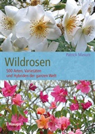 Patrick Masure - Wildrosen