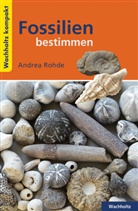 Andrea Rohde - Fossilien bestimmen KOMPAKT
