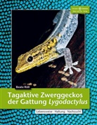 Beate Röll - Tagaktive Zwerggeckos der Gattung Lygodactylus