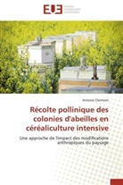 Antoine Clermont, Clermont-a - Recolte pollinique des colonies d