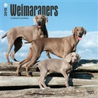 Browntrout Publishers (COR) - Weimaraners 2015 Calendar (Audio book)