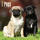 Browntrout Publishers (COR), Inc Browntrout Publishers - Pugs 2015 Calendar (Hörbuch)