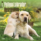 Browntrout Publishers (COR) - Yellow Labrador Retrievers 2015 Calendar (Audio book)