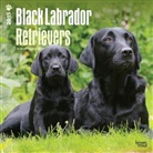 Browntrout Publishers (COR) - Black Labrador Retrievers 2015 Calendar (Livre audio)