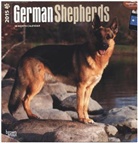 Browntrout Publishers (COR), Inc Browntrout Publishers - German Shepherds 2015 Calendar (Hörbuch)