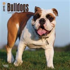 Browntrout Publishers (COR) - Bulldogs 2015 Calendar (Hörbuch)
