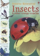 R Firth, Rache Firth, Rachel Firth, L Stowell, Louie Stowell, Jan Chrisholm... - Nature Trail Insects