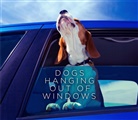 Various - Dogs Hanging Out of Windows