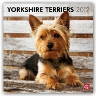 Browntrout Publishers (COR), Browntrout - Yorkshire Terriers 2012 Calendar