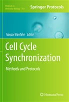 Gaspa Banfalvi, Gaspar Banfalvi - Cell Cycle Synchronization