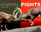Catherine Ham - Animal Fights