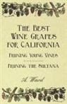 Frederic T. Bioletti - The Best Wine Grapes for California - Pruning Young Vines - Pruning the Sultana