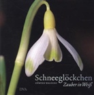 Günter Waldorf - Schneeglöckchen