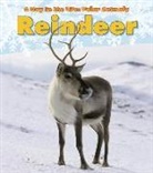 Katie Marsico - Reindeer