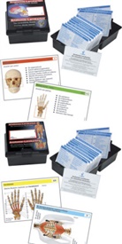 Anatomie-Lernkarten, 2 Tle.