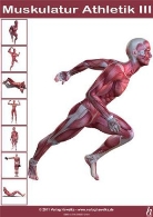 Anatomie Poster - Muskulatur Athletik III - DIN A3