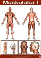 Anatomie Poster - Muskulatur I - DIN A3