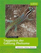 Hans P Berghof, Hans-Peter Berghof - Taggeckos der Gattung Phelsuma
