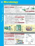 SparkNotes, SparkNotes (COR), SparkNotes - Microbiology Sparkcharts
