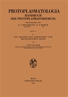 Otto Bucher - Die Amitose der Tierischen und Menschlichen Zelle