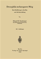 Eduard H Strasburger, Eduard H. Strasburger - Drosophila melanogaster Meig