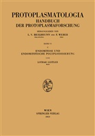 Lothar Geitler - Endomitose und endomitotische Polyploidisierung