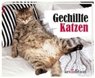 Paulus Vennebusch - Gechillte Katzen