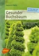 Heinrich Beltz - Gesunder Buchsbaum