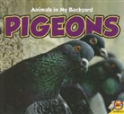 Aaron Carr - Pigeons