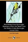 John Burroughs, Louis Agassiz Fuertes - Bird Stories From Burroughs: Sketches of