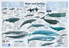 R Krätzner, R. Krätzner, F W Welter-Schultes, F. W. Welter-Schultes - Wale und Delfine