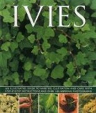 Hazel Key, Key Hazel - Ivies
