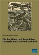 Hermann Lachmann - Die Reptilien und Amphibien Deutschlands in Wort und Bild