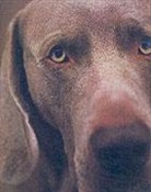 William Wegman - William Wegman Polaroids