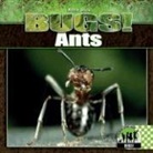 Kristin Petrie - Ants