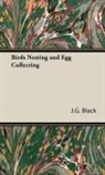 J. G. Black, J.g. Black - Birds Nesting and Egg Collecting