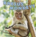 Gillian Gosman - Rhesus Monkeys