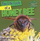 Barbara M. Linde - The Life Cycle of a Honeybee