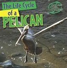 Anna Kingston - The Life Cycle of a Pelican